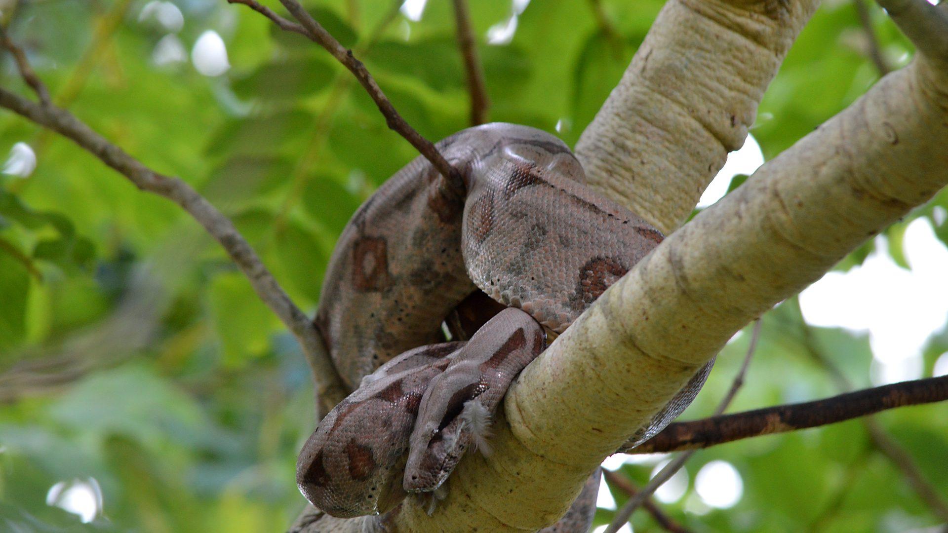 Jiboia (Boa constrictor) enrolada em galho de ipê-amarelo — Cerrado, GO