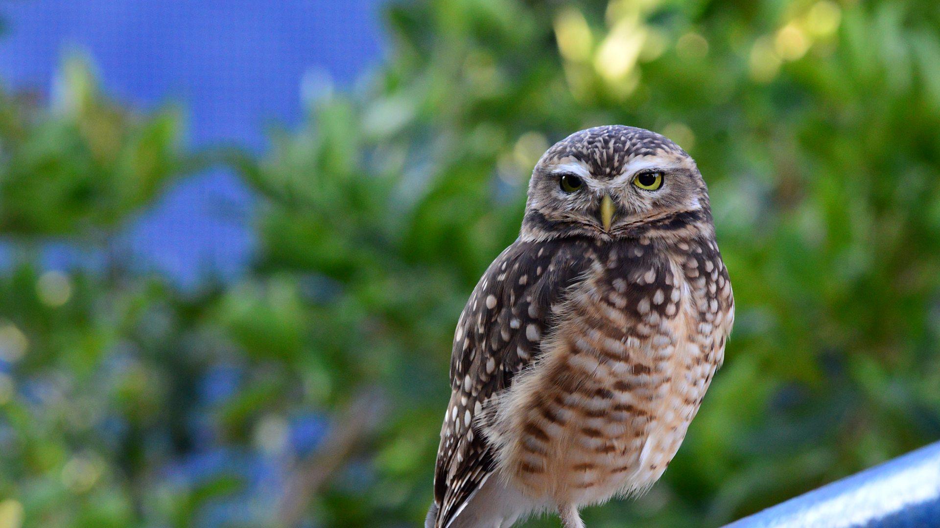 Coruja-buraqueira (Athene cunicularia) em pastagem aberta — Brasília, DF