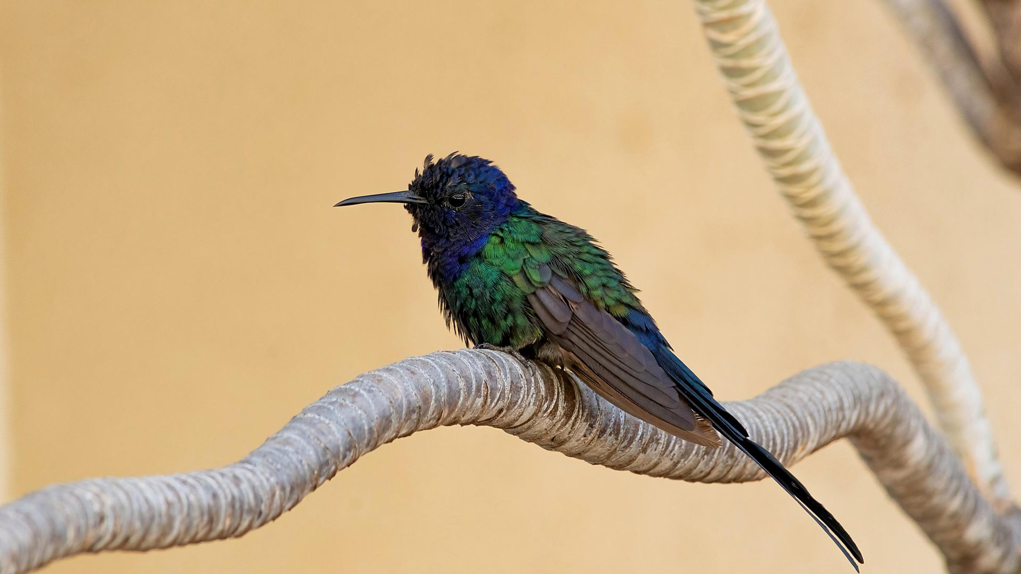 Beija-flor-tesoura (Eupetomena macroura) — Brasília, DF