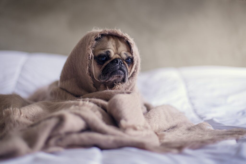 Picture of a dog.