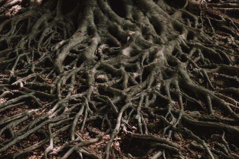 If the roots of a tree were abused, damaged, or disrupted in any way, it can significantly alter the health, strength, and growth of the tree.