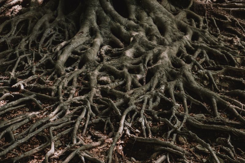 If the roots of a tree were abused, damaged, or disrupted in any way, it can significantly alter the health, strength, and growth of the tree. If the roots of a tree were abused, damaged, or disrupted in any way, it can significantly alter the health, strength, and growth of the tree.