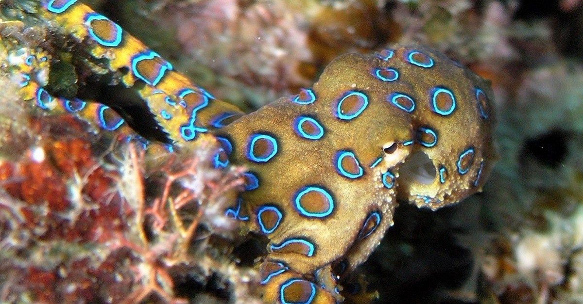 cover image for What This Deadly Creature Teaches Us About Pornography