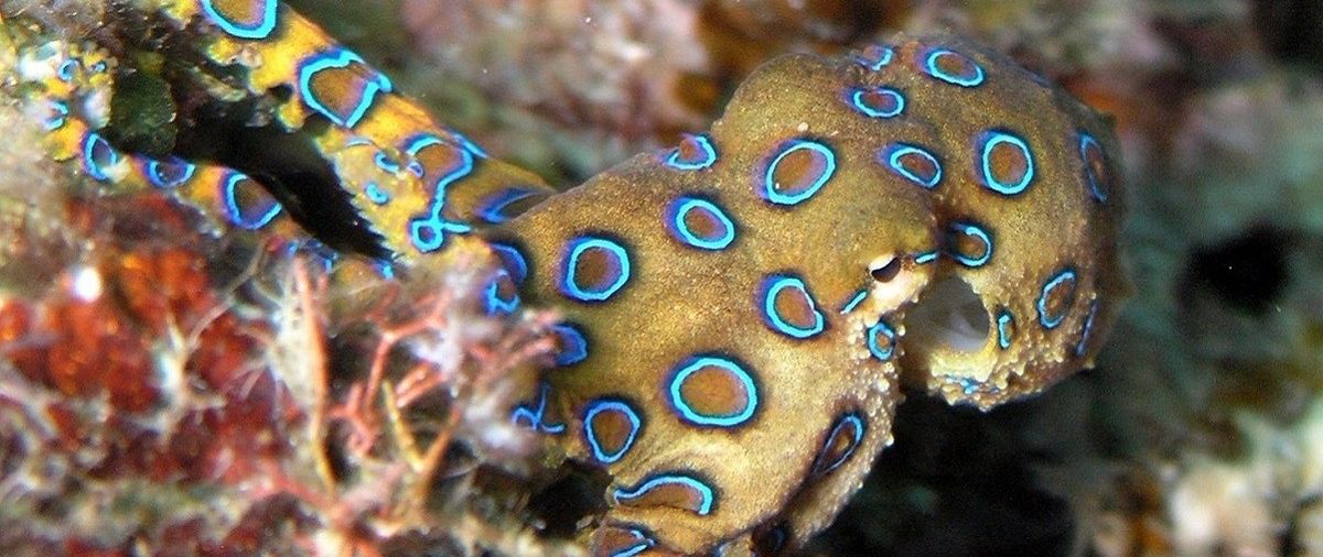 What This Deadly Creature Teaches Us About Pornography