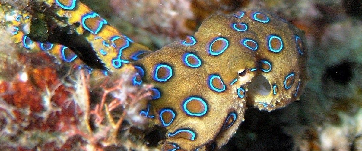 cover image for What This Deadly Creature Teaches Us About Pornography