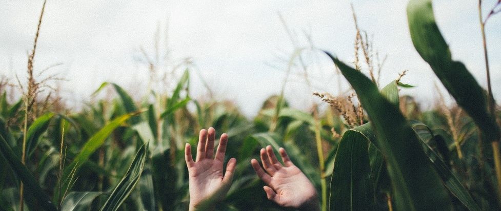 Corn Is Becoming A Serious Problem For Christian Men