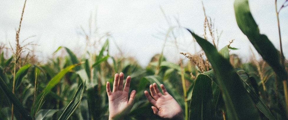 cover image for Corn Is Becoming A Serious Problem For Christian Men