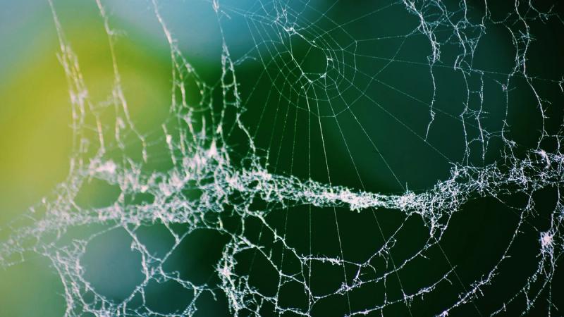 In today’s sex-saturated culture, it’s easy to be tempted, respond and then quickly become entangled in a web of destruction. In today’s sex-saturated culture, it’s easy to be tempted, respond and then quickly become entangled in a web of destruction.