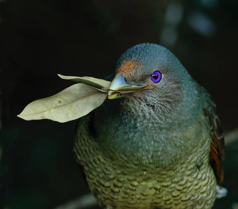 Found mainly in Australia and New Guinea, the Bowerbird has a very complex and unique way of attracting a female. Firstly, it begins with the building of his ‘bower’, a special place for his courtship.