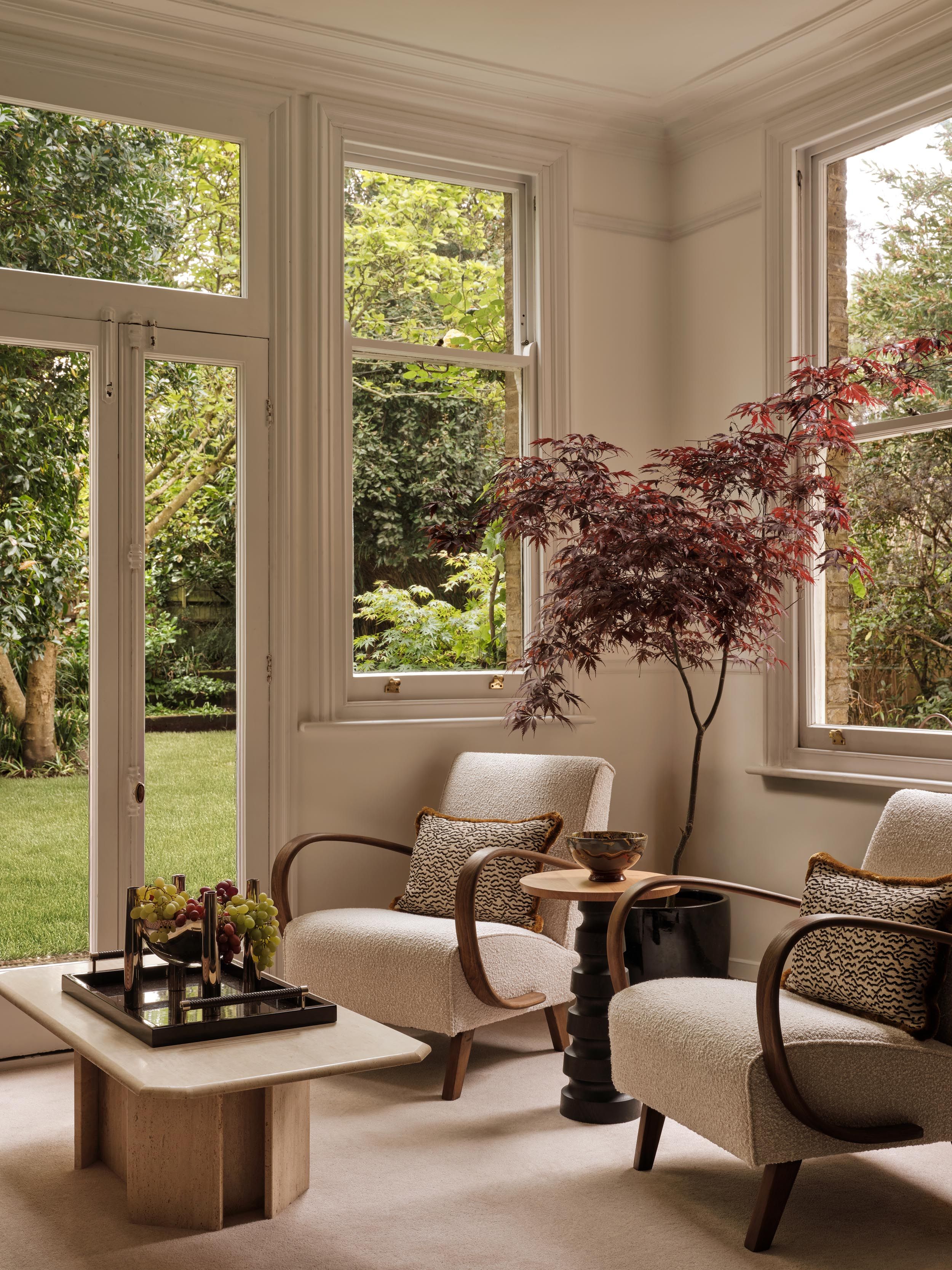 A red acer tree within the Alton House sun room