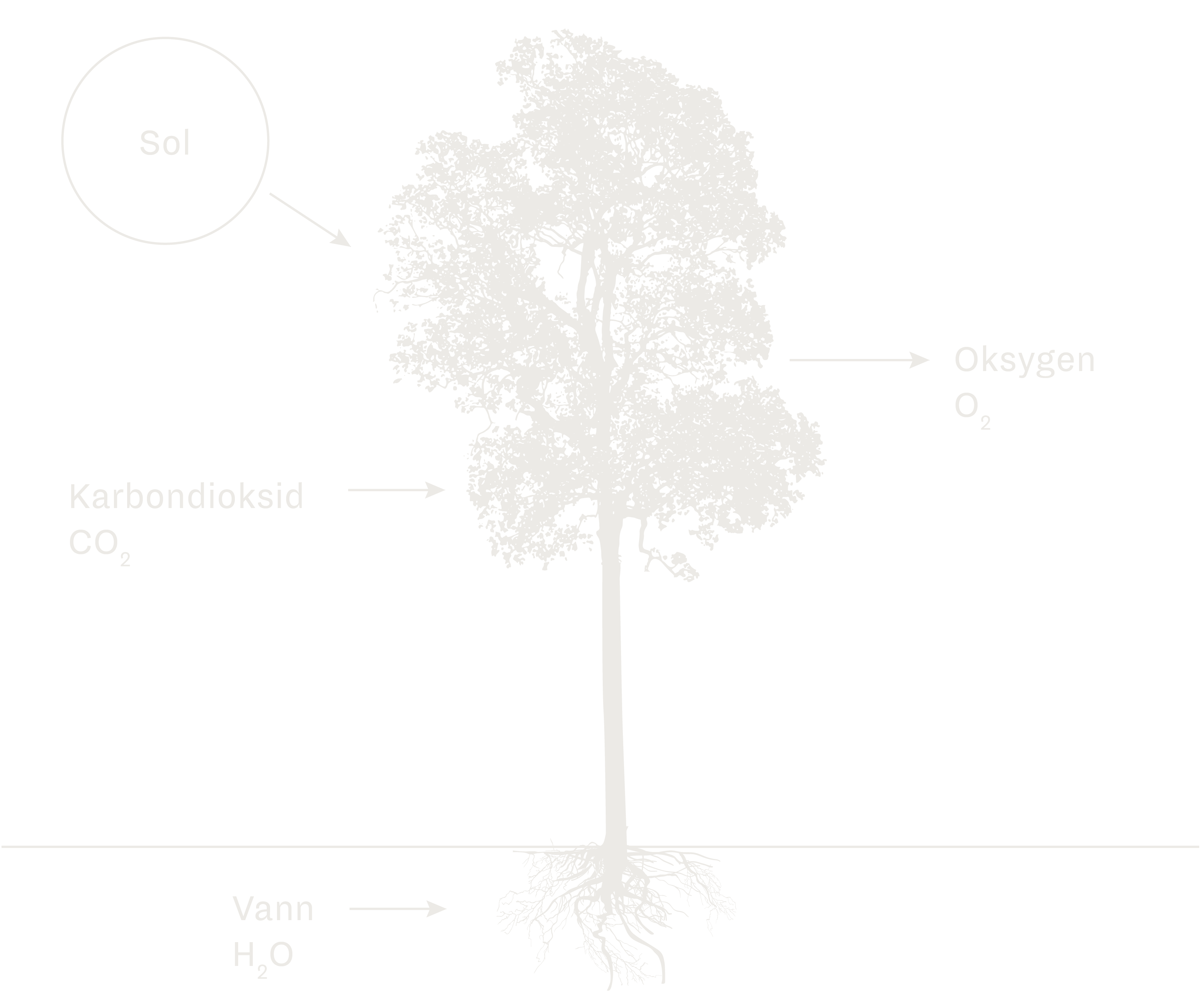 Illustrasjon som viser fotosyntesen. 
