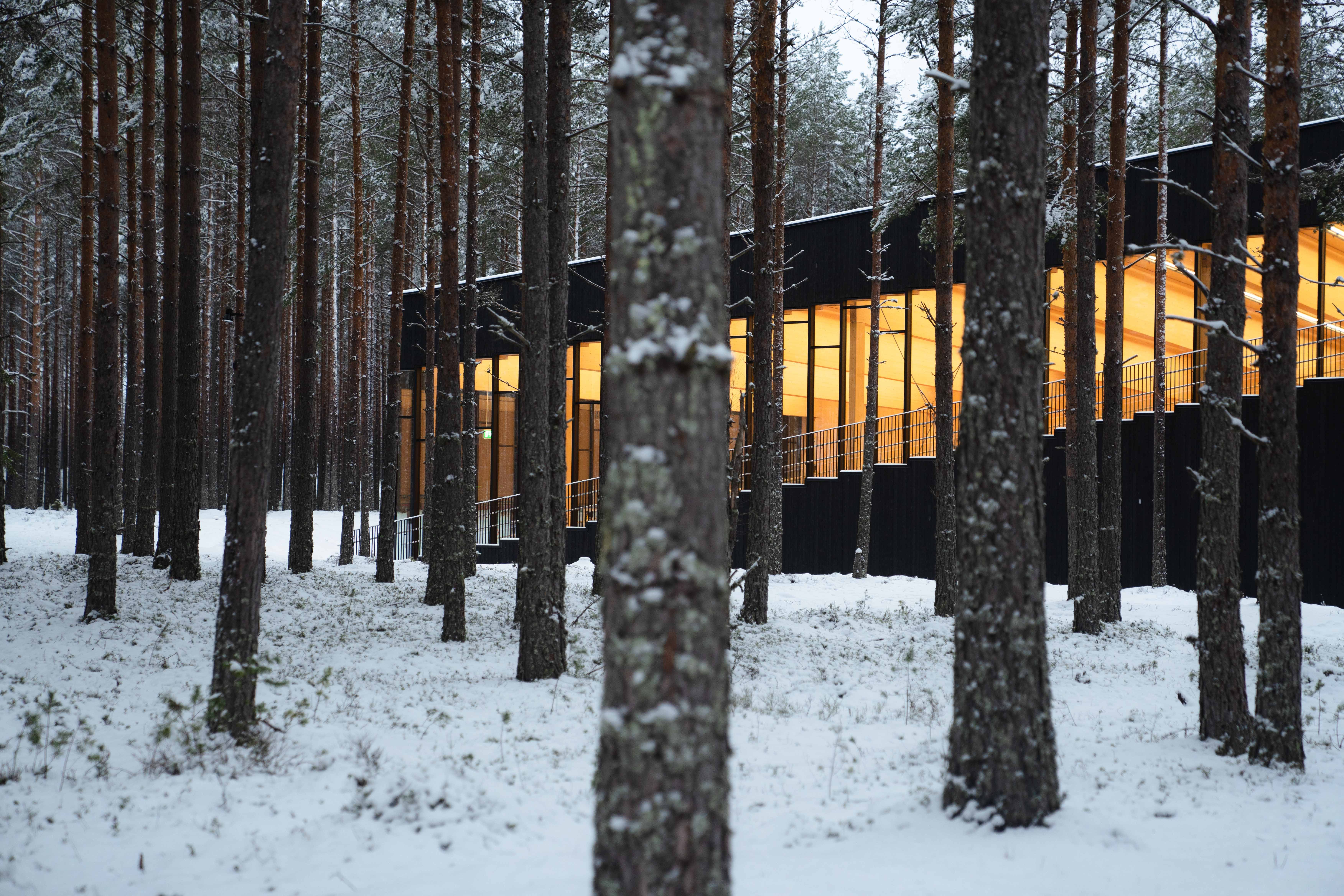 Furutrær i forgrunnen til fabrikken. 