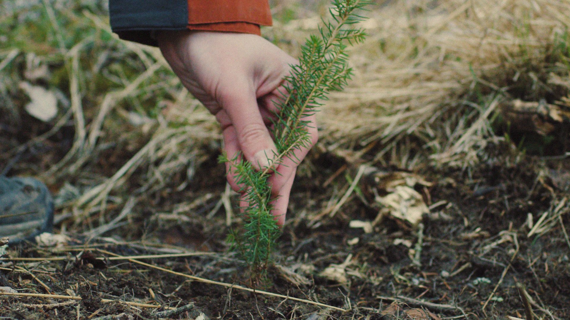 Det nytter ikke bare å plante, vi må også hogge 