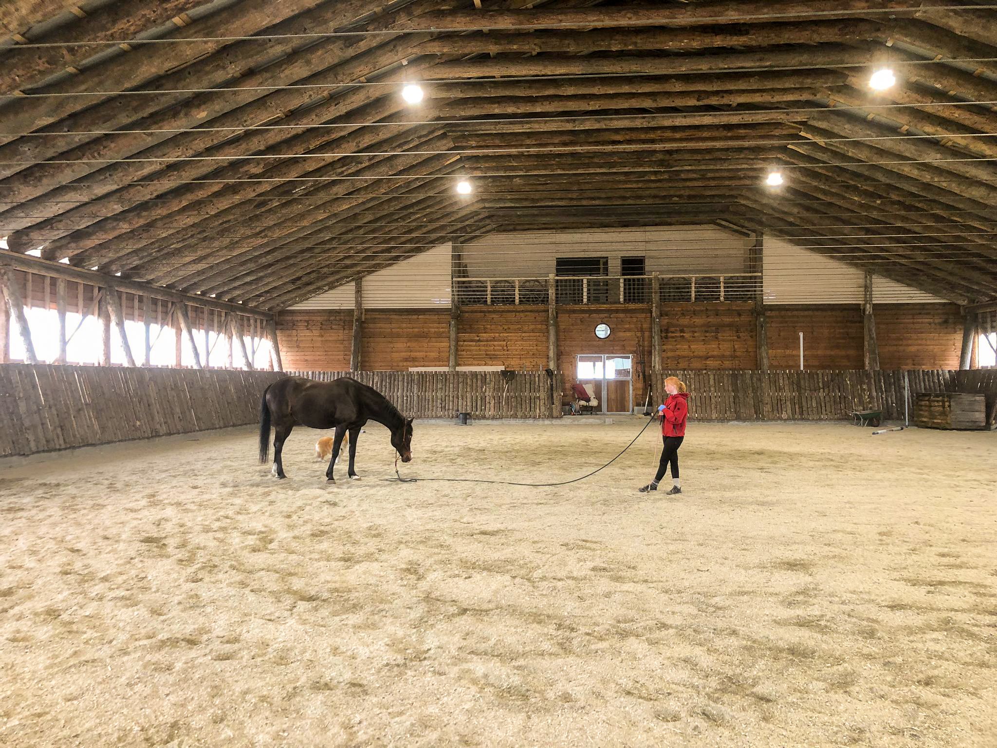 Hest og dame inne i ridehallen 