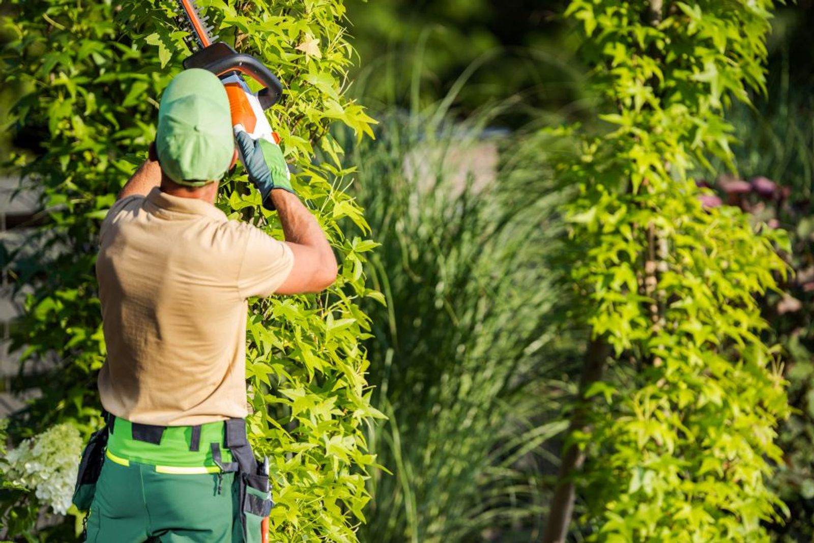 Common Bush Trimming Mistakes (And How Pros Avoid Them)