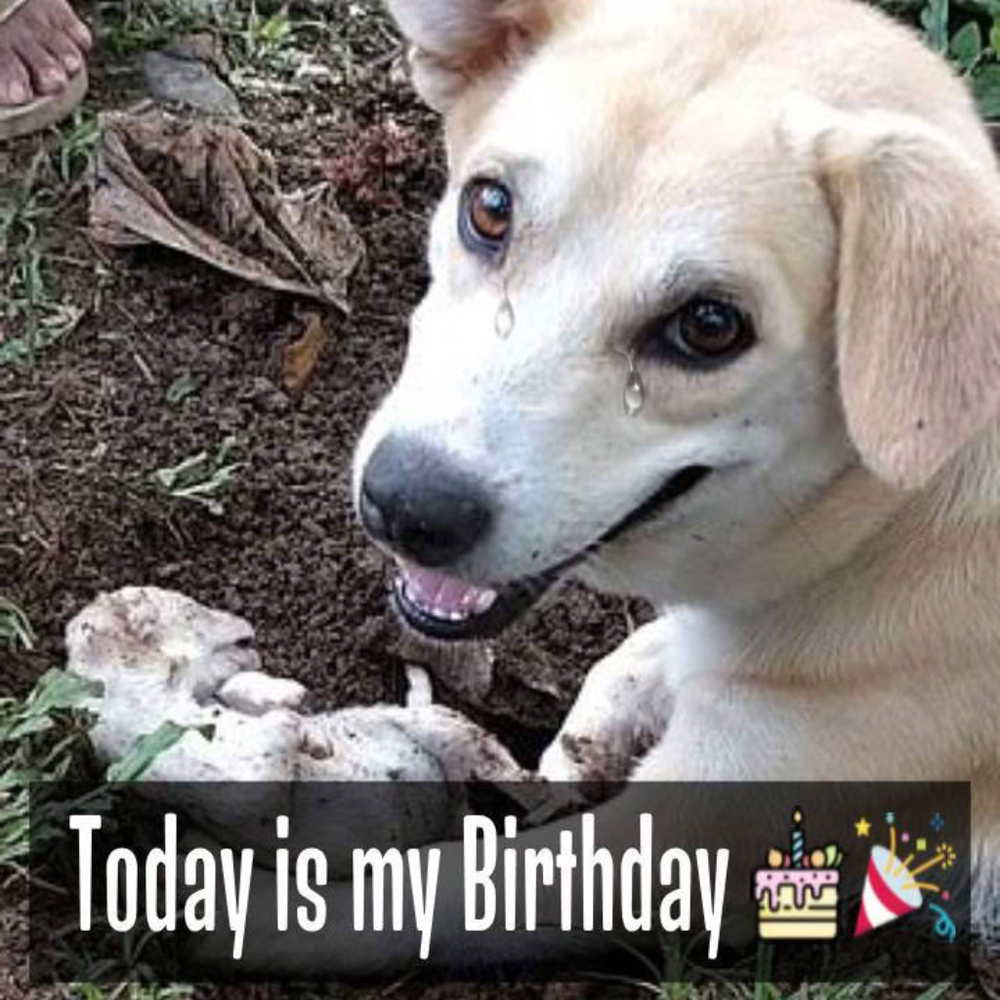 A Mother's Heartache: Saying Goodbye to Her Only Pup on Her Birthday 🥺