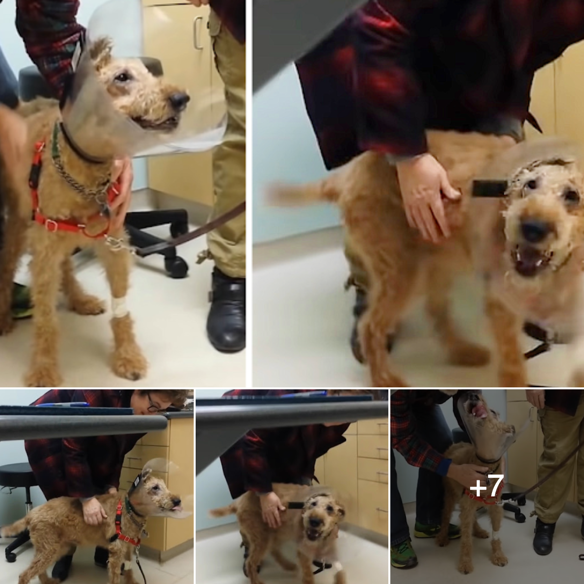 Blind Dog Undergoes Surgery and Finally Sees His Family for the First Time