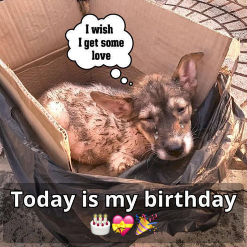 Anticipating His Birthday: A Loyal Dog Awaits His Owner's Return On This Special Day 🎂❤️