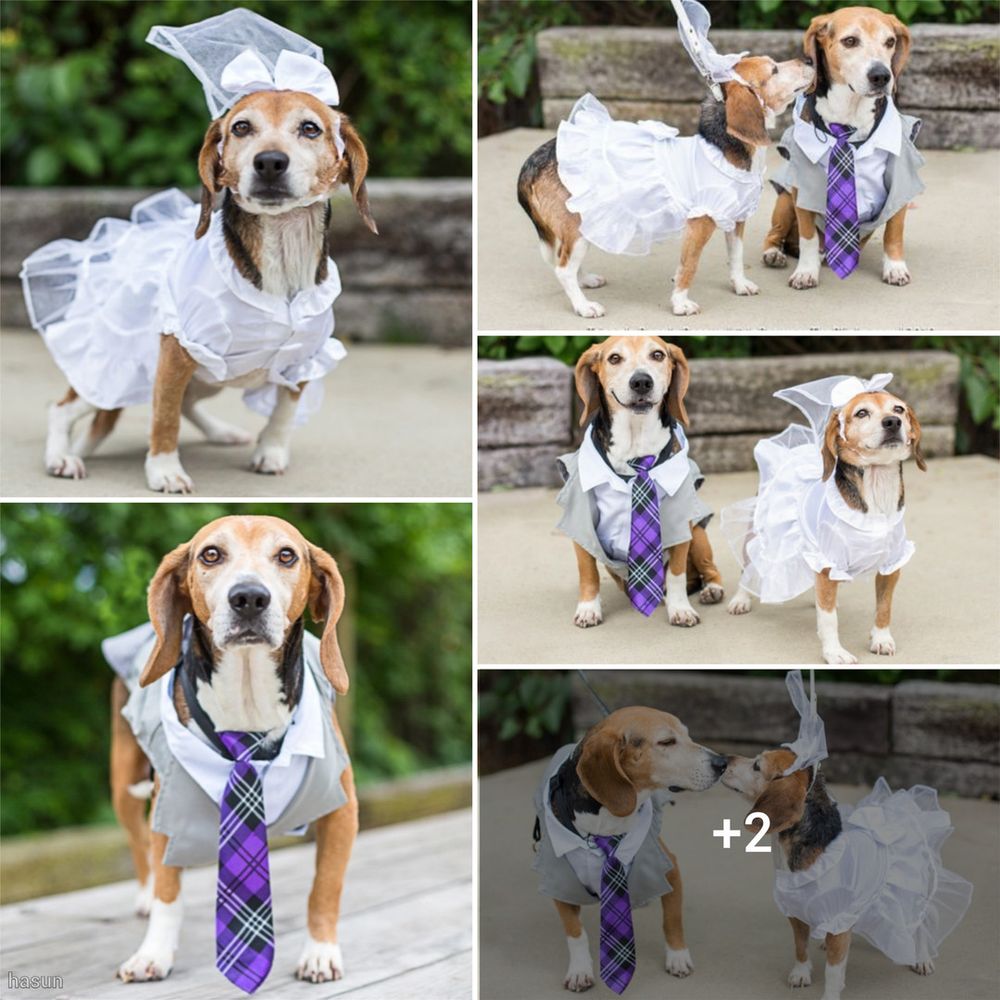 This wedding is bound to melt hearts. Rogers and Marge’s love story is a real-life fairy tale, with a touch of puppy love