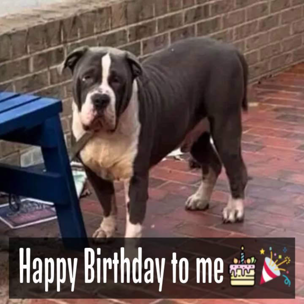 The sorrowful dog held on to the hope that his owners would come back for him on his birthday 🎂😔.