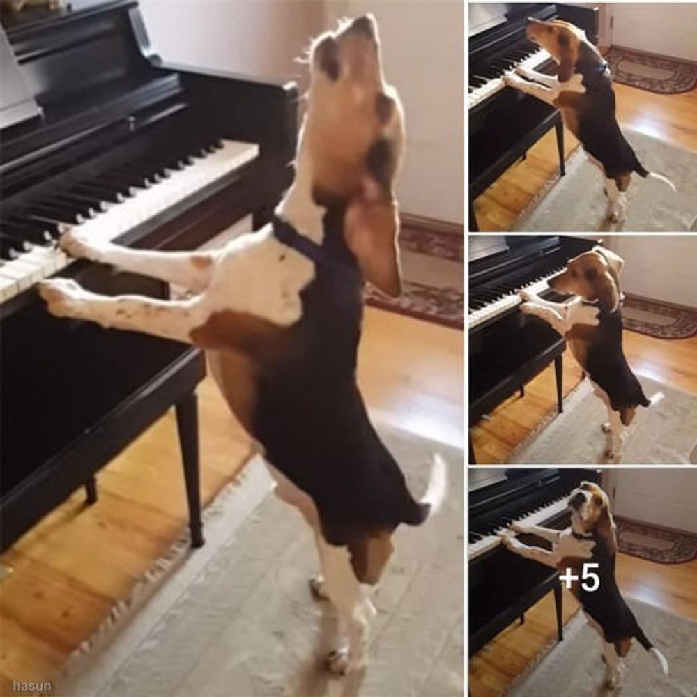 Adorable Rescue Pup Plays Piano While Singing The Blues 🥰