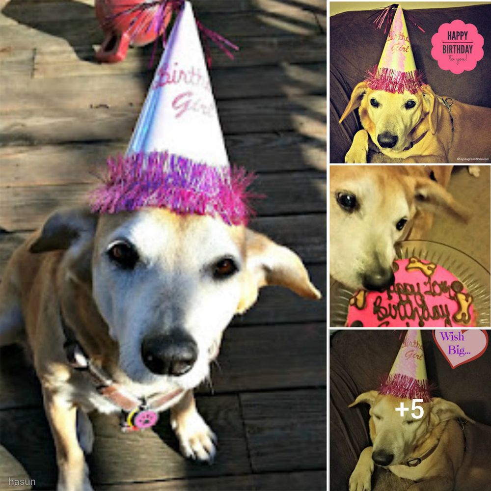 Happy 11th Birthday, Sophie! ‎