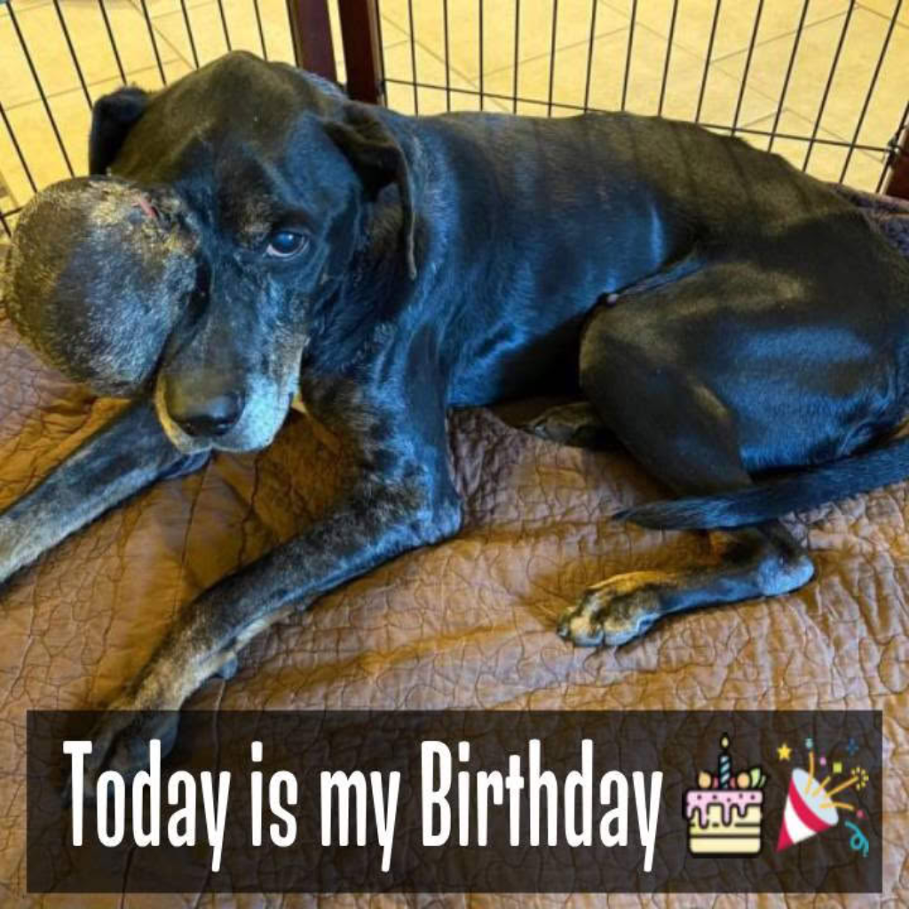 Today we celebrate his birthday 🥳, a stray dog with a tumor who discovered love in his final days, right up until his last breath.