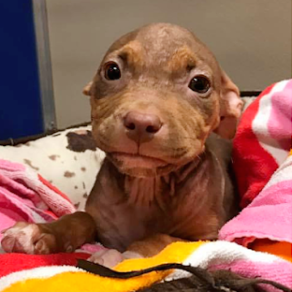 As she leaves the shelter, the joyful puppy can't help but wag its tail exuberantly.