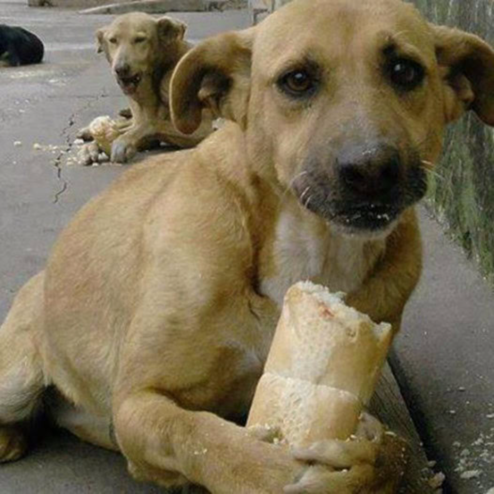 A Touching Story of a Dog's Birthday: Lovable Pup Seeks 1 Million Shares as a Wish for His Special Day