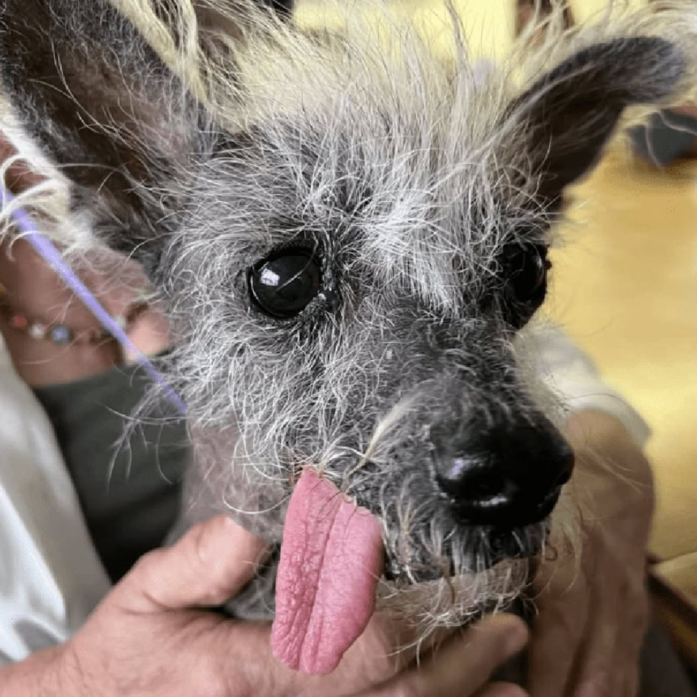 The Delightful Story of the World's Ugliest Dog Winner 🐶, Yet I'm Still Waiting for Blessings. Is It Because I’m Considered Ugly? 😢