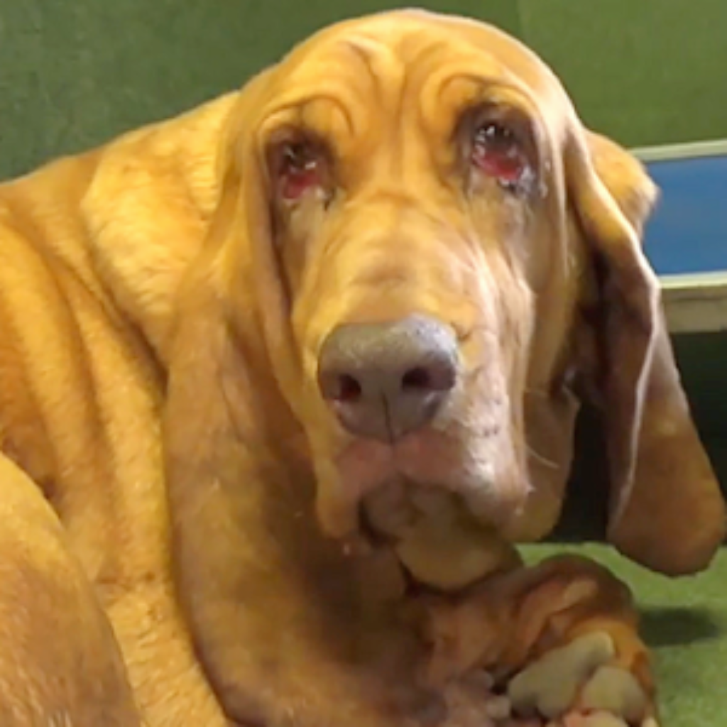 They Abandoned Her Due to Lack of Time; Bloodhound Feels Disappointed and Depressed in Overcrowded Shelter