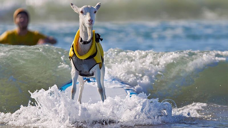 Bilde for arrangementet: Surfetur til Jæren 🏄