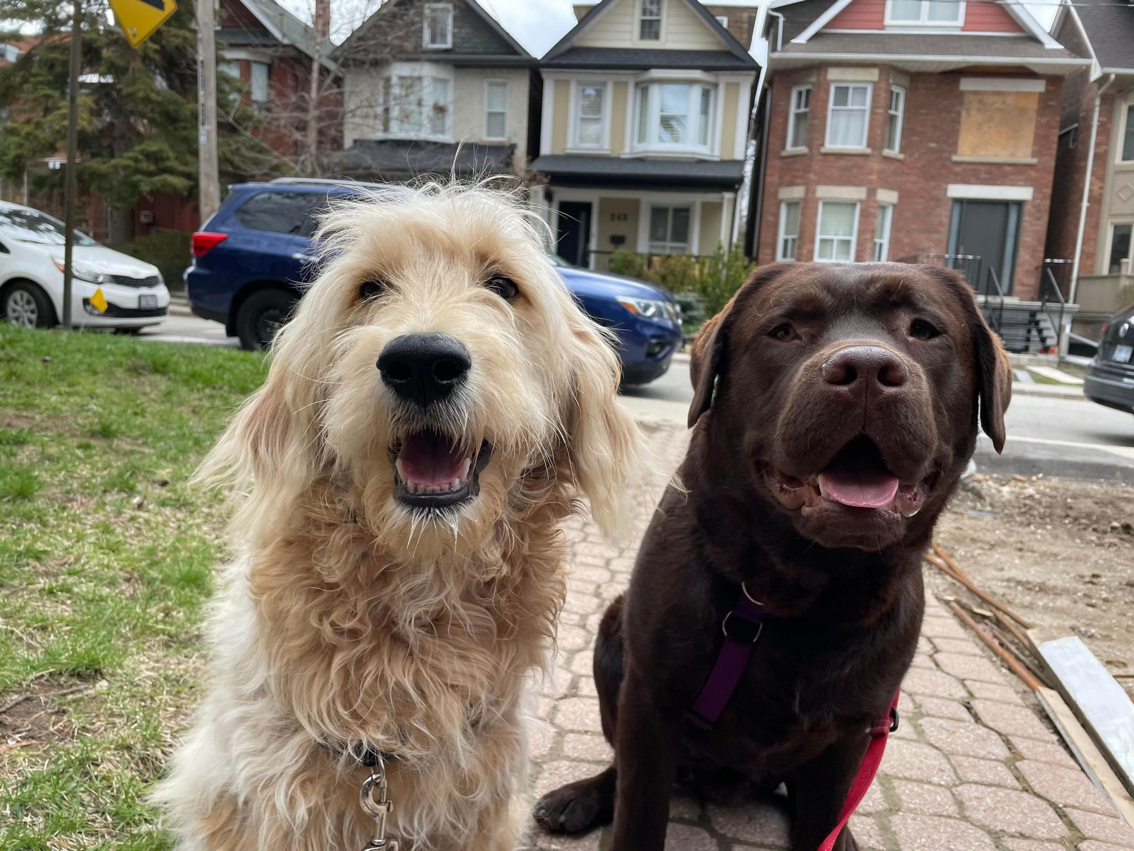 a chocolate lab and a doodle smiling and having the time of their lives