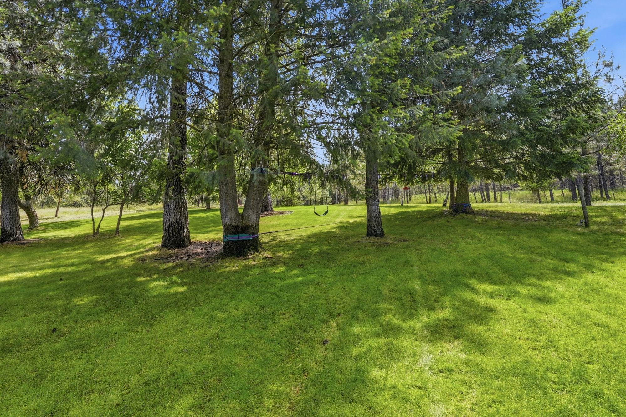 Lawn and trees