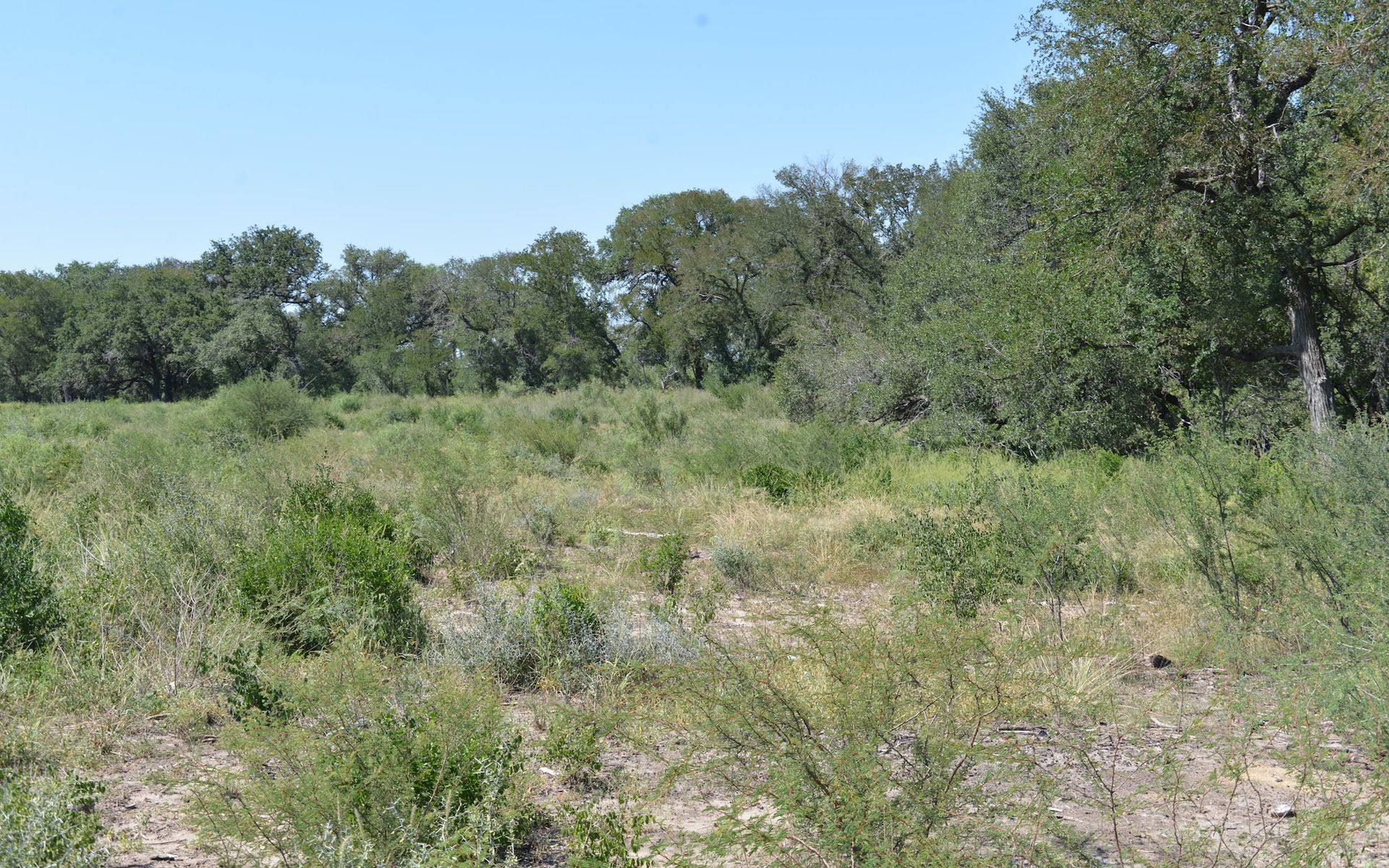 Frio Elm Creek Ranch For Sale in Frio County. | Simpson Ranches & Land