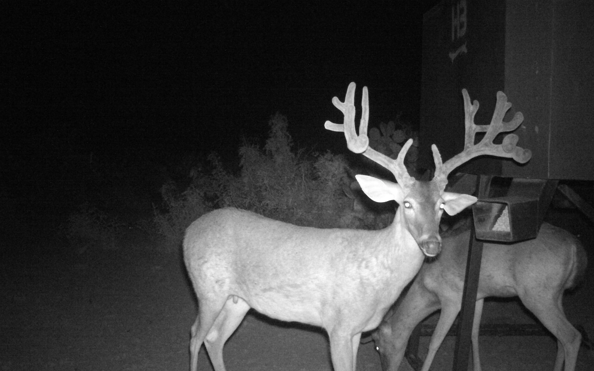 Riata Ranch for Sale in La Salle County | Simpson Ranches & Land