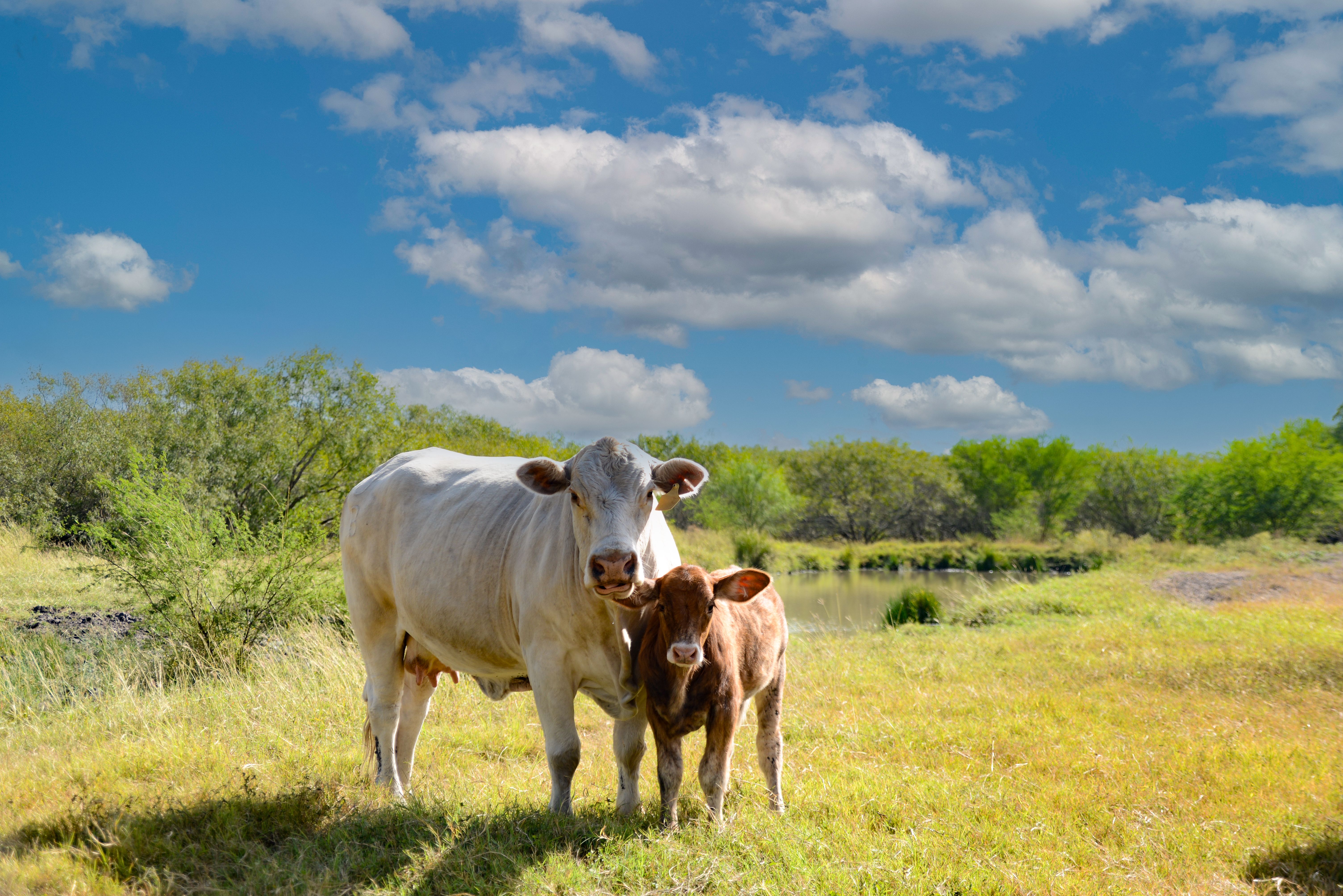 The Quinta Creek Ranch for Sale in Jim Wells County, Tx | Simpson ...