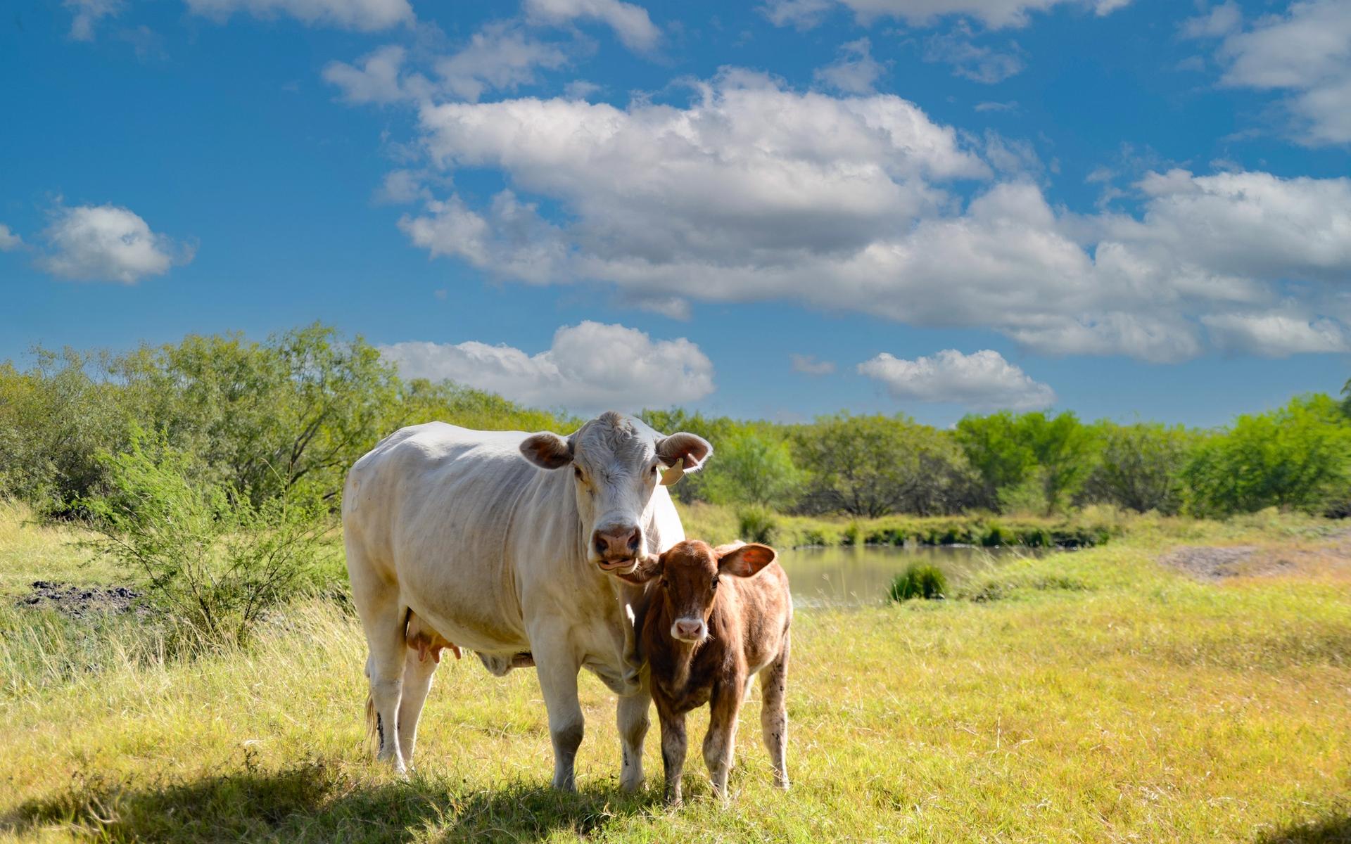 The Quinta Creek Ranch for Sale in Jim Wells County, Tx | Simpson ...