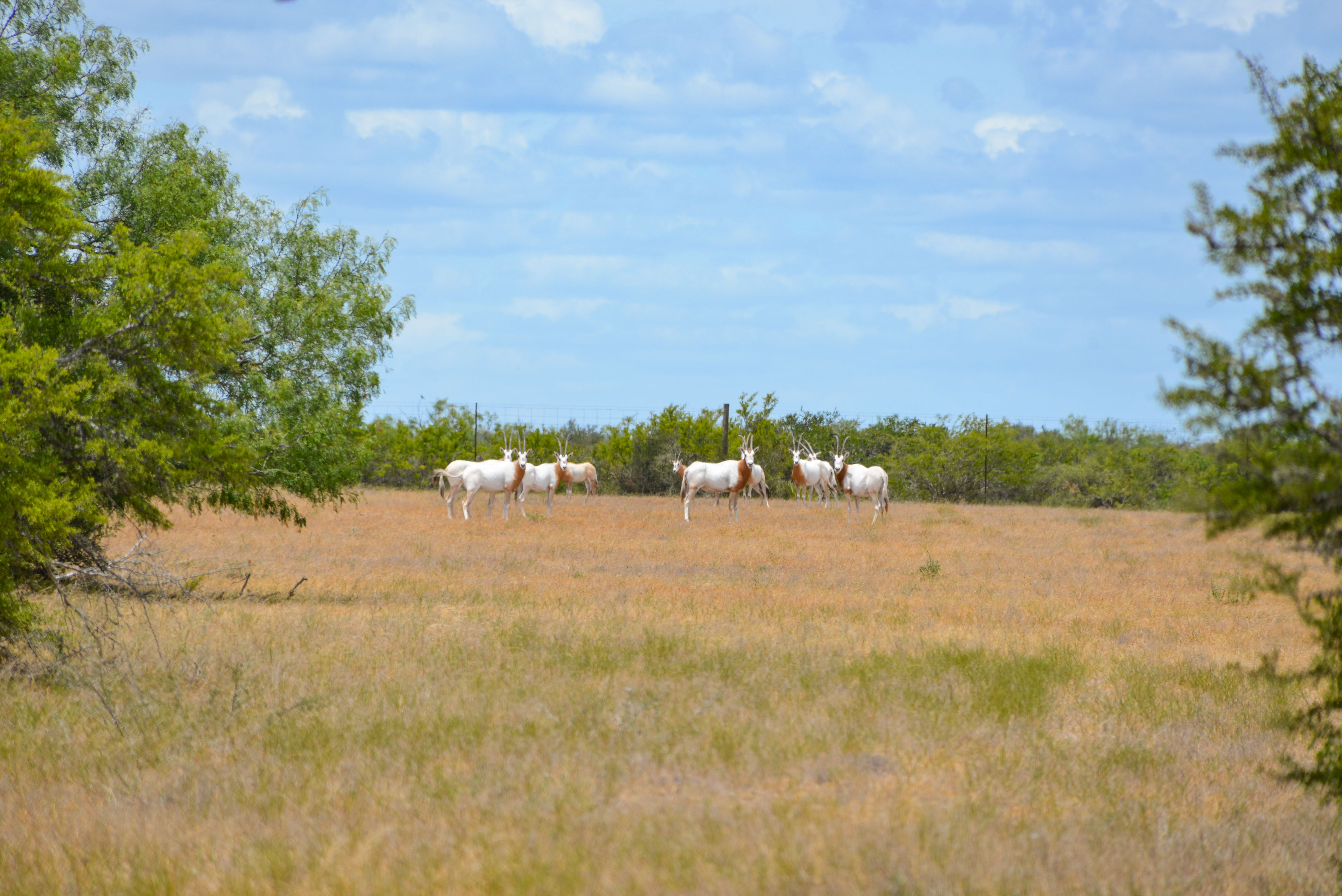 Duval County Ranches for Sale Simpson Ranches & Land