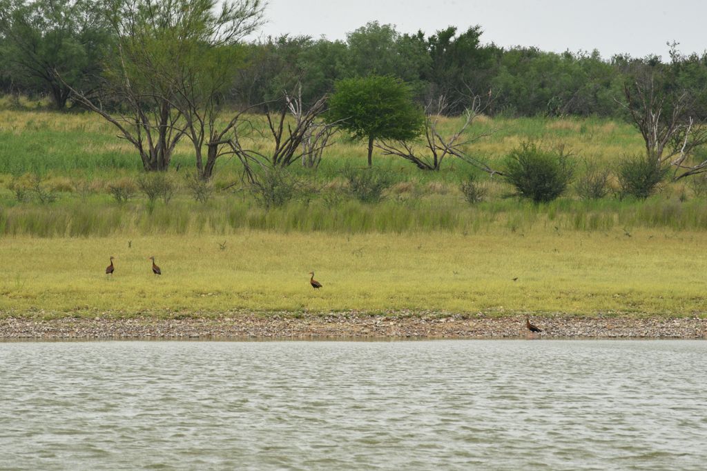 Riata Ranch for Sale in La Salle County | Simpson Ranches & Land
