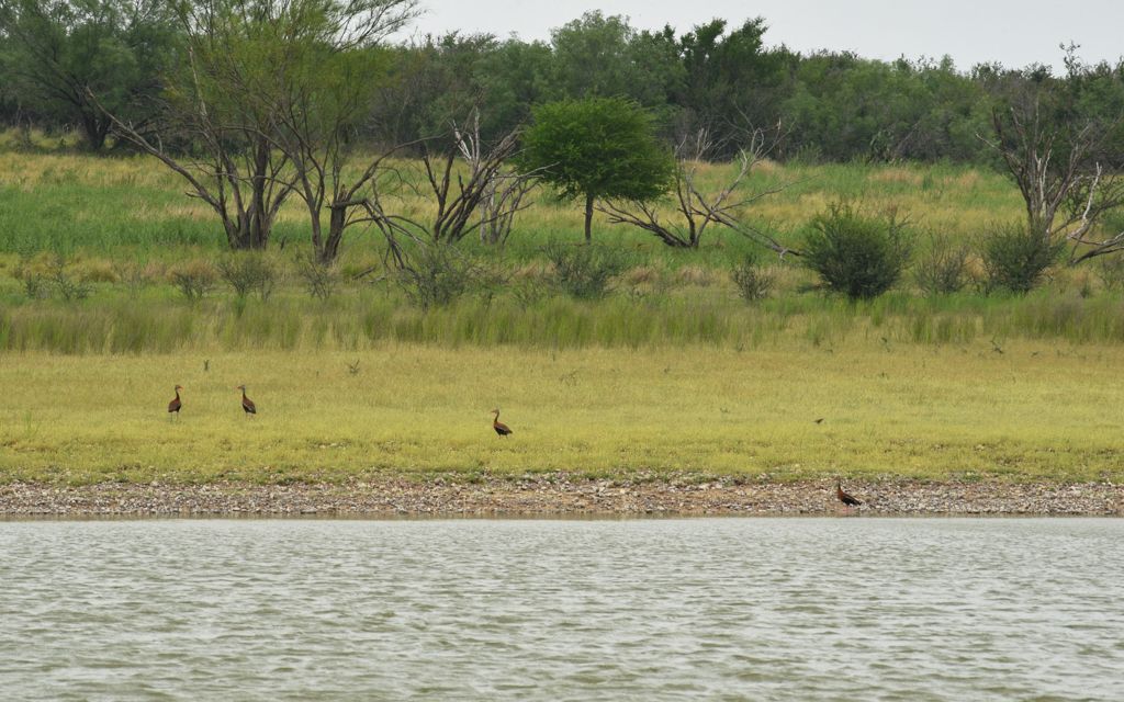 Riata Ranch for Sale in La Salle County | Simpson Ranches & Land