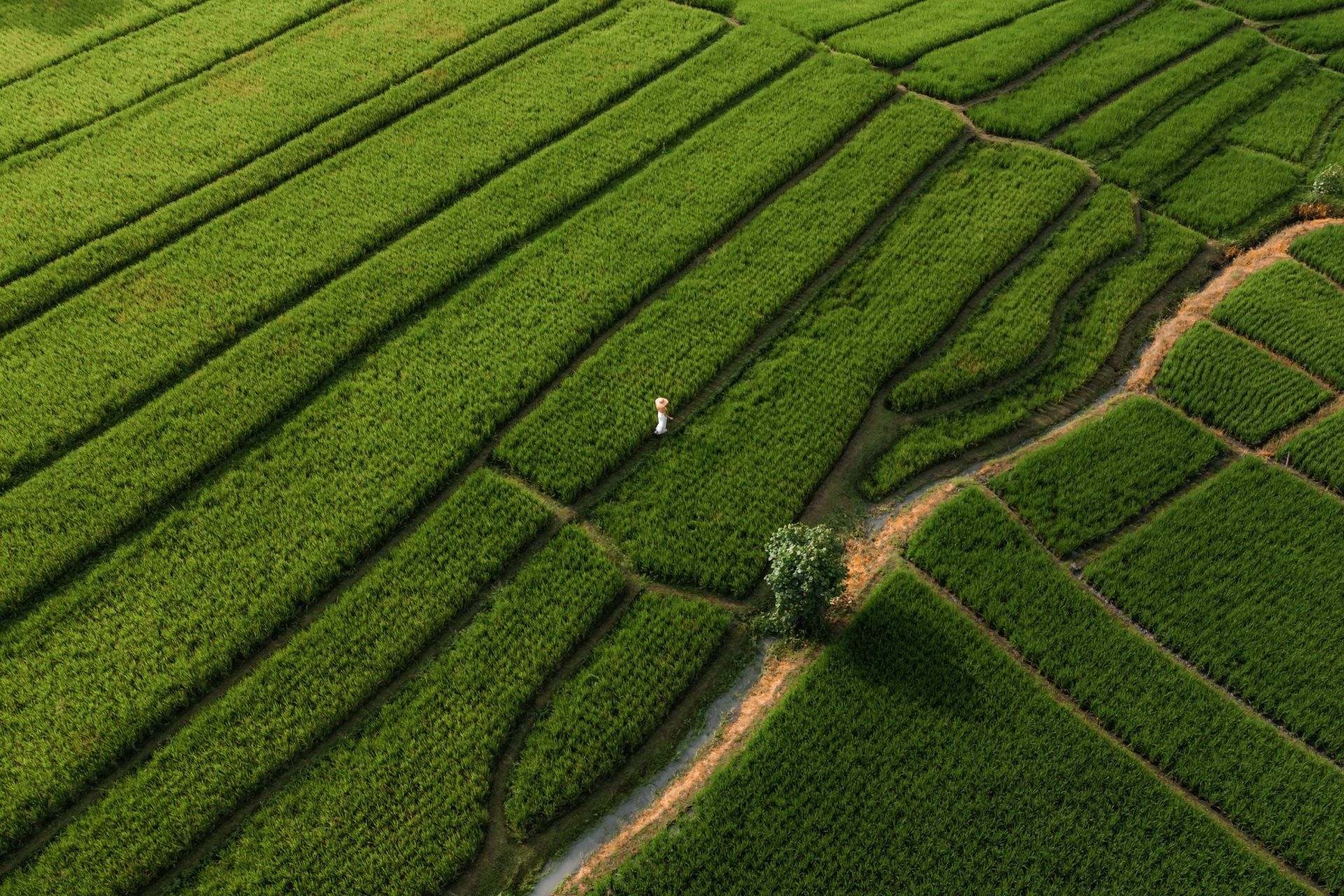 Aerial view of vibrant green rice terraces with a person walking on a winding dirt path.