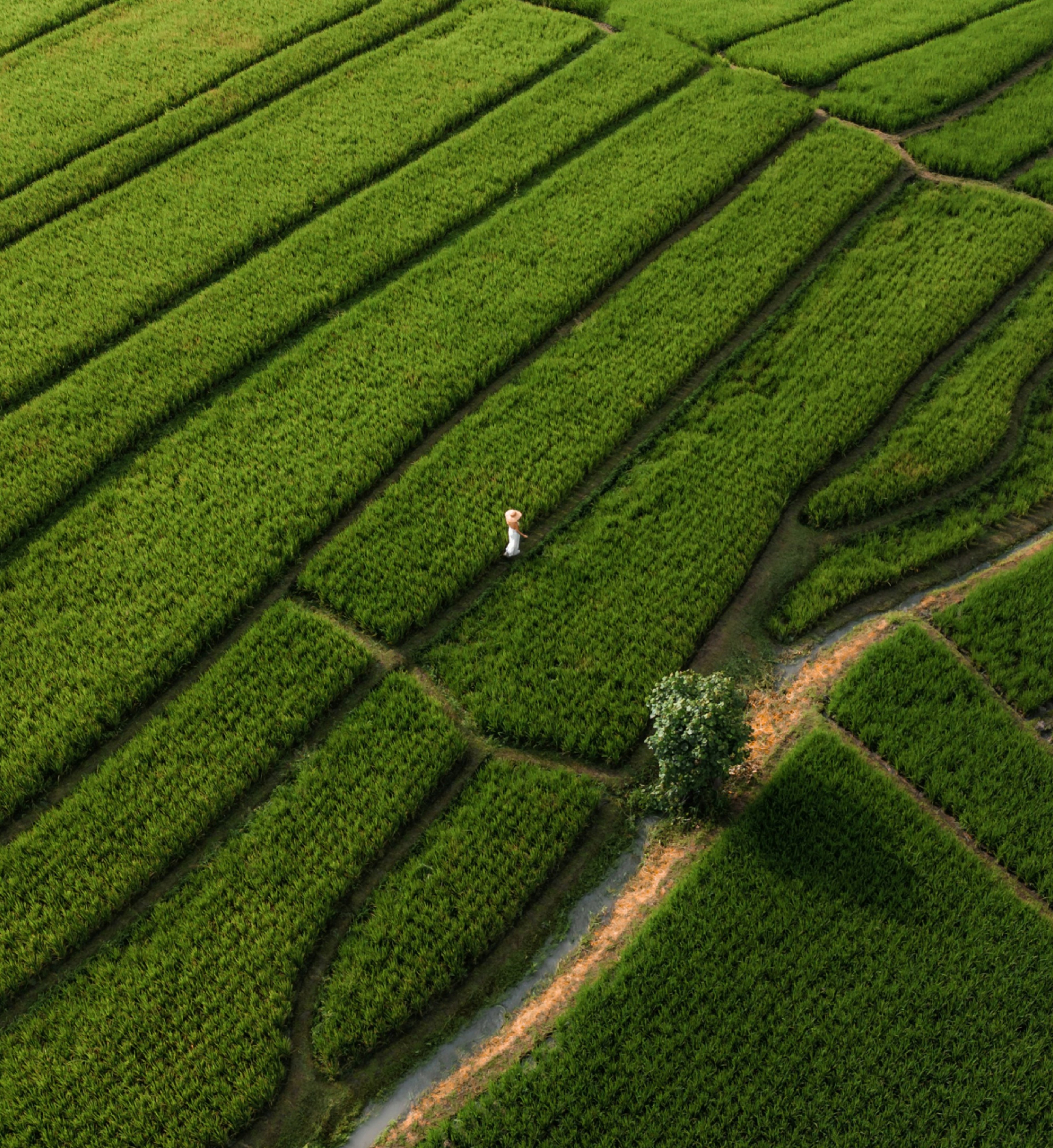 Aerial view of vibrant green rice terraces with a person walking on a winding dirt path.