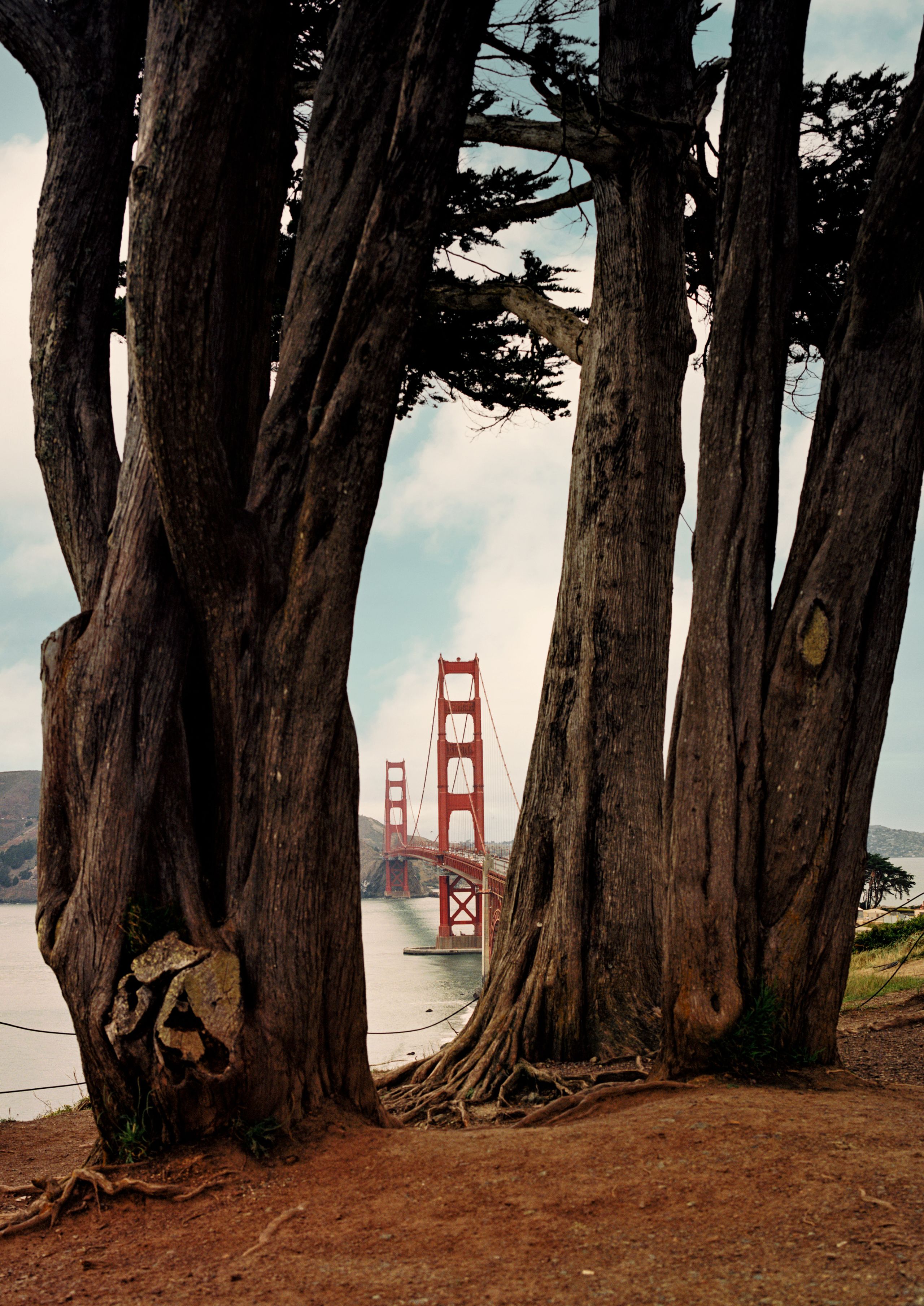 The Golden Gate Bridge framed between the twisting trunks of cypress trees
