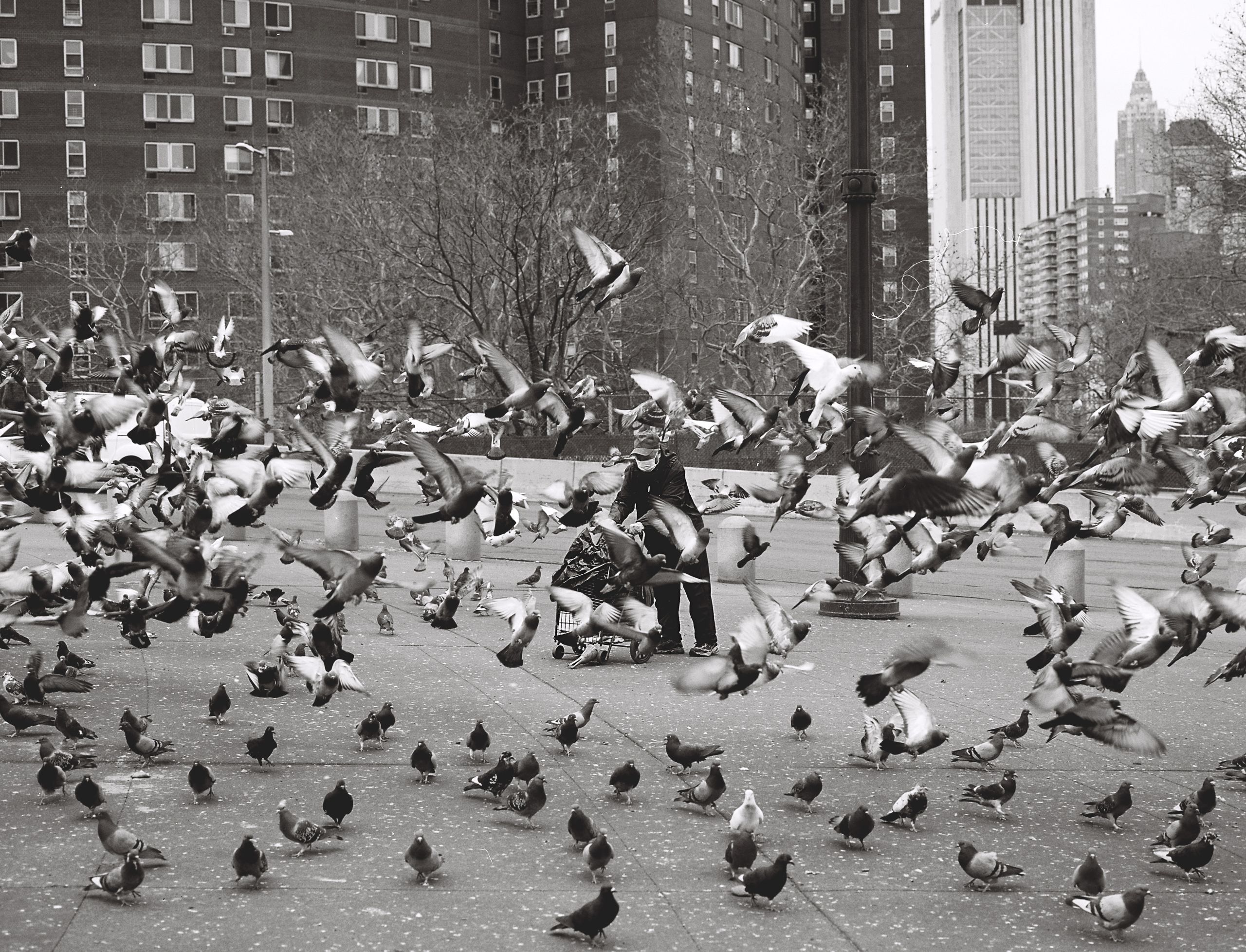 A man stands among hundreds of pigeons in a Chinatown park, apartment towers rising behind, black-and-white film