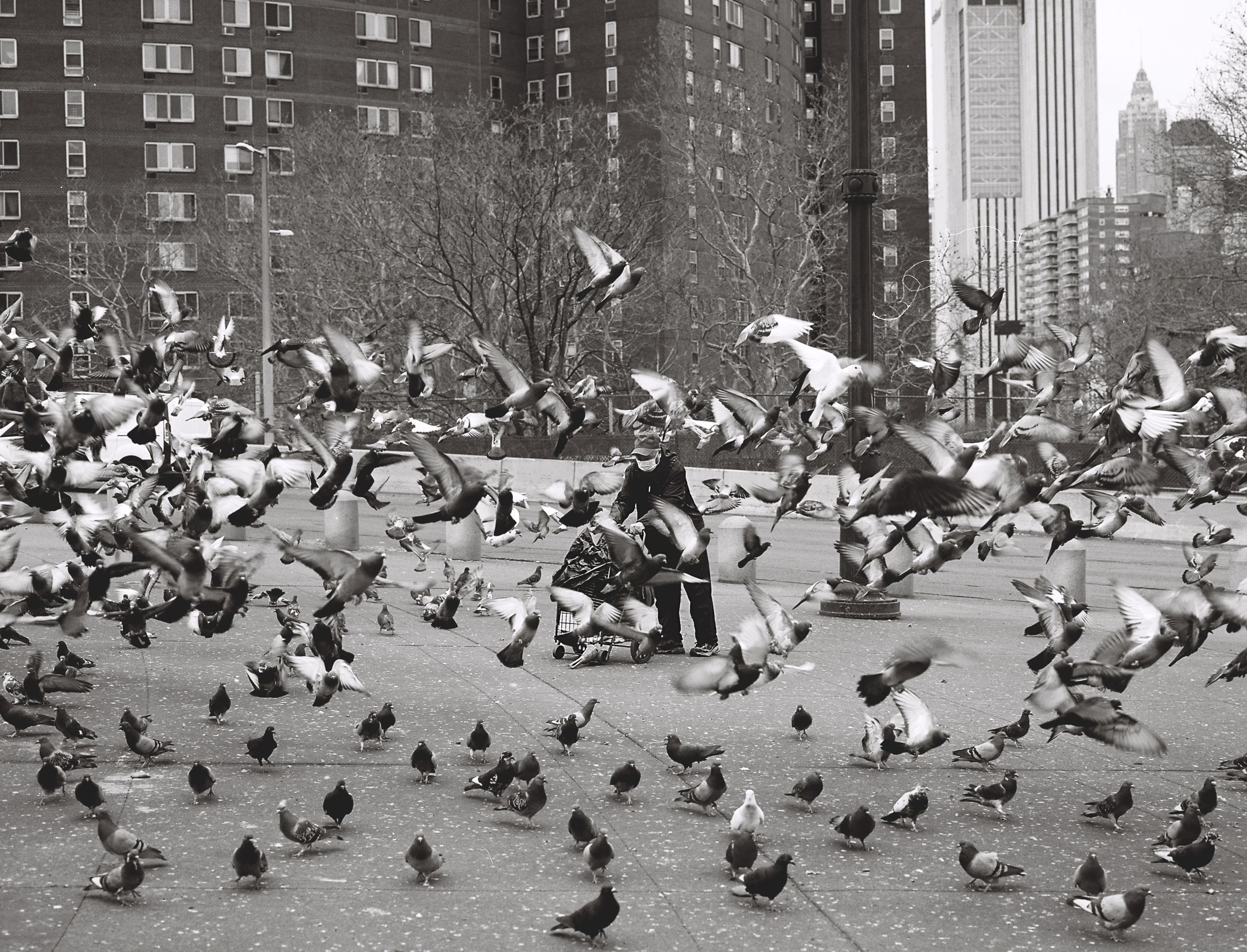 A man stands among hundreds of pigeons in a Chinatown park, apartment towers rising behind, black-and-white film