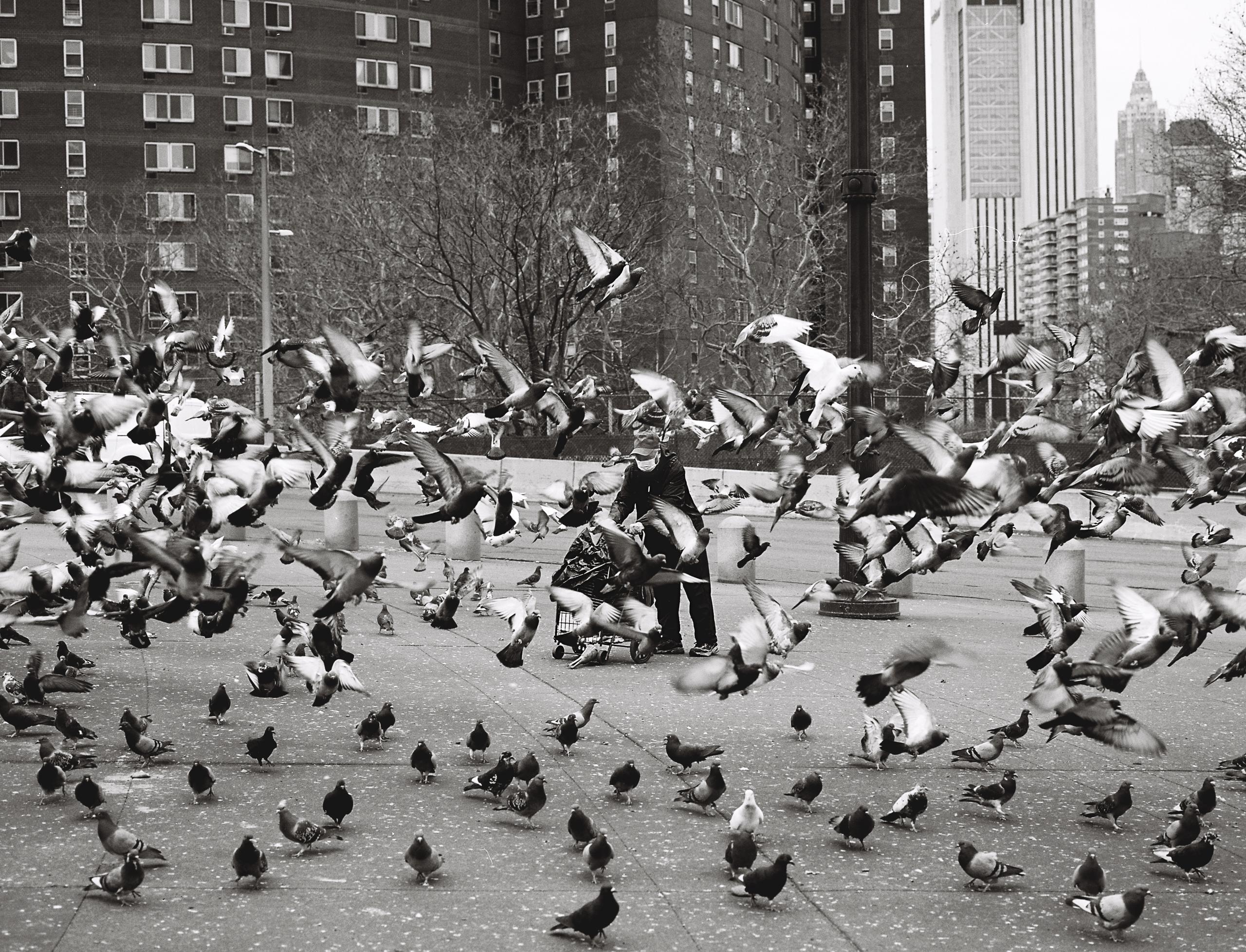 A black-and-white shot in NYC's Chinatown of a man feeding pigeons amid a flurry of birds, captured on Kodak Portra 400 film.