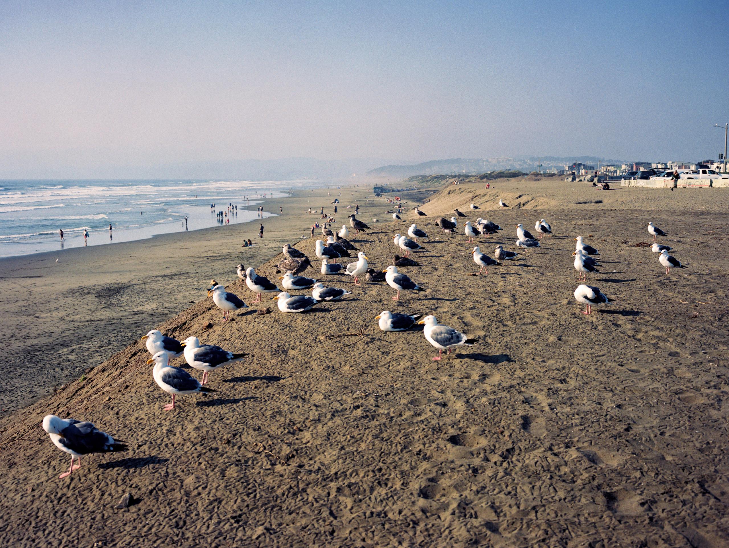 Seagulls resting on the sand at Ocean Beach, beachgoers small in the hazy distance