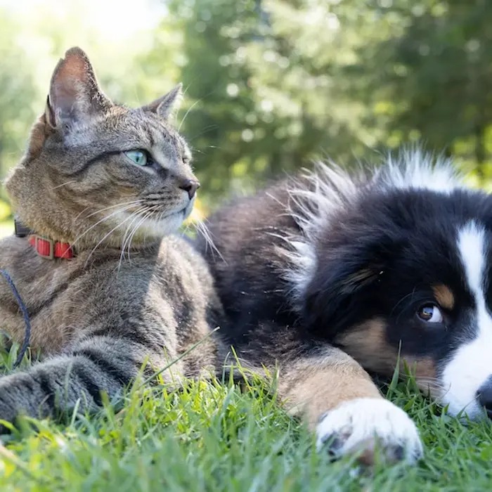 New Study Explores the Health Benefits of Pet Ownership