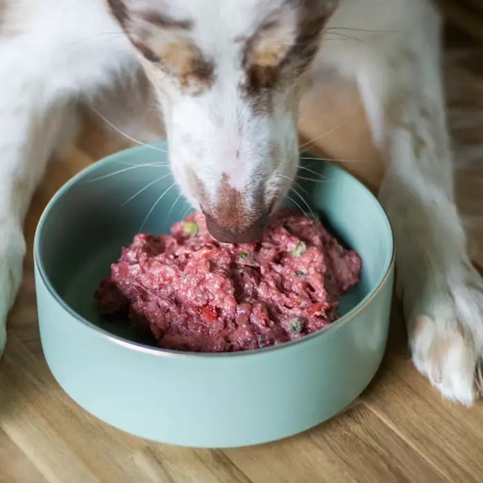 New Study Compares Kibble vs Raw Food for Dogs